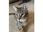 Adopt Motoge a Spotted Tabby/Leopard Spotted Ocicat / Mixed (short coat) cat in