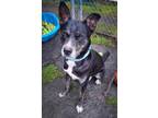 Adopt Bailey a Husky / American Pit Bull Terrier / Mixed dog in Meriden