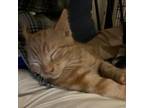 Adopt Frankie a Orange or Red Domestic Shorthair / Mixed cat in Galesburg