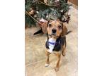Adopt Owen a Beagle / Mixed dog in Sprakers, NY (33549319)