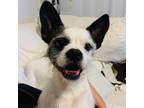 Adopt Buddy SC a White - with Tan, Yellow or Fawn Boston Terrier / Mixed dog in