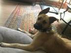 Adopt Arlo a Tan/Yellow/Fawn German Shepherd Dog / Bull Terrier / Mixed dog in
