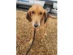 Adopt Nitro a Black - with Tan, Yellow or Fawn Foxhound / Mixed dog in