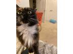 Adopt Kara a Black (Mostly) Calico cat in Elgin, SC (33548782)