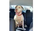 Adopt Red a White - with Brown or Chocolate American Staffordshire Terrier /