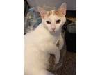 Adopt Gregorio a White (Mostly) American Shorthair / Mixed (short coat) cat in