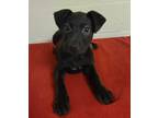 Adopt Tonka a Black Catahoula Leopard Dog / Mixed dog in Malvern, PA (33549190)