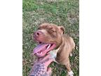 Adopt Roscoe a Red/Golden/Orange/Chestnut - with White American Pit Bull Terrier