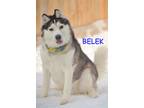 Adopt BELEK a Black - with White Alaskan Malamute / Siberian Husky / Mixed dog