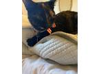 Adopt Kona a Tortoiseshell Domestic Shorthair / Mixed (short coat) cat in Cary