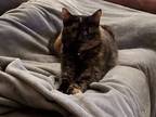 Adopt Whisper a Tortoiseshell American Shorthair / Mixed (short coat) cat in