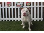Adopt RORY a American Staffordshire Terrier, Mixed Breed