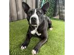 Adopt Pansy a American Staffordshire Terrier