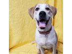 Adopt Xena- very sweet and playful! a Yellow Labrador Retriever, Beagle