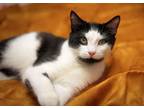 Adopt Butterbeer a Domestic Short Hair
