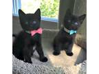 Adopt ADOPTED & NO LONGER AVAILABLE 12 WKS.HOLLY & JOY...IDENTICAL