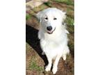 Adopt Ace a Great Pyrenees