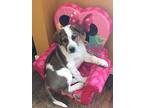 Astro, Pit Bull Terrier For Adoption In Regina, Saskatchewan