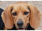 Adopt Emett a Beagle