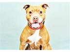 Adopt BEAUTY a Pit Bull Terrier