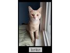 Adopt Jelly Belly a Domestic Short Hair