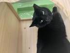 Adopt Amber-adult a Domestic Short Hair