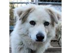 Adopt Darcy a Great Pyrenees