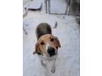 Adopt Millie a Treeing Walker Coonhound