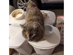 Adopt 2 Found Cats Western Heights Baker City a American Bobtail