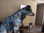 Adopt Zeus a Australian Cattle Dog / Blue Heeler