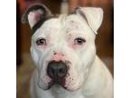 Adopt Rooster a Pit Bull Terrier