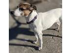 Adopt Tillie a Jack Russell Terrier