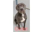 CRICKET American Pit Bull Terrier Adult Female