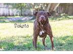 Dakota Labrador Retriever Adult Male