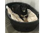 Trixie Black and Tan Coonhound Adult Female