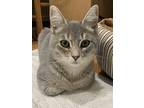 Sweet Heart Domestic Shorthair Kitten Female