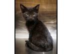 River American Shorthair Young Male