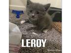 Leroy Domestic Shorthair Kitten Male