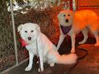 Adopt Thelma a Great Pyrenees