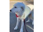 Adopt Louise a Great Pyrenees