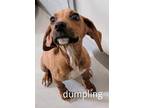 DUMPLING Redbone Coonhound Puppy Male
