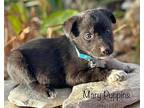 Mary Puppins Border Collie Puppy Female