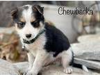 Chewbarka Border Collie Puppy Male