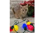 Harrison Furred American Shorthair Kitten Male