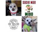 Sadie Mae and Miso Chihuahua Adult
