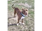 Liesel (SDF) Pit Bull Terrier Young Female