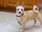 Chomp Chihuahua Adult Male