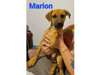 Adopt Marion a Black Mouth Cur
