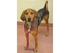 MAGGIE Black and Tan Coonhound Adult Female