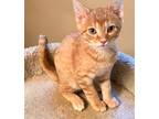 Winston Domestic Shorthair Kitten Male